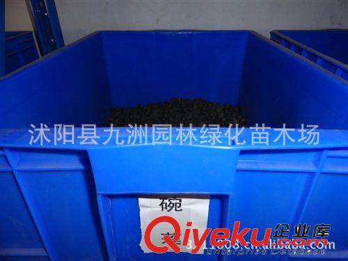 供應茉莉種子，茉莉種子價格，批發茉莉種子