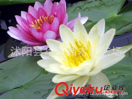 【批發特惠】供應優質水生花卉——睡蓮 水生植物睡蓮苗