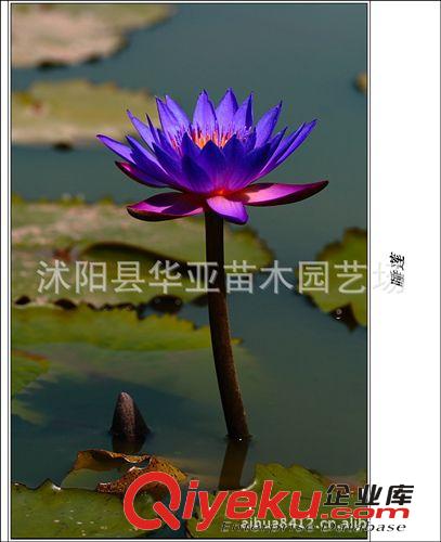 【批發特惠】供應優質水生花卉——睡蓮 水生植物睡蓮苗