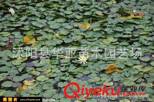 【批發特惠】供應優質水生花卉——睡蓮 水生植物睡蓮苗