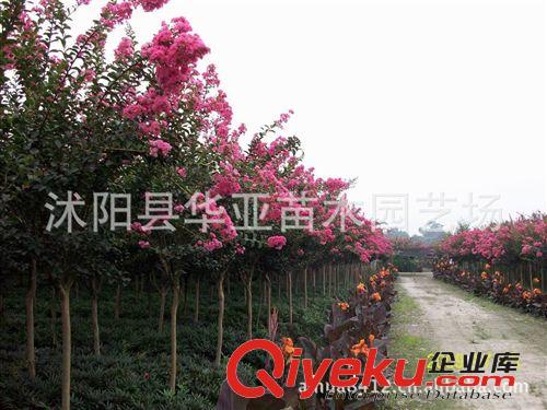 大量供 紫薇 紅楓 工程 道路 小區(qū)綠化 園林觀賞 灌木 小喬木