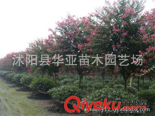 大量供 紫薇 紅楓 工程 道路 小區(qū)綠化 園林觀賞 灌木 小喬木