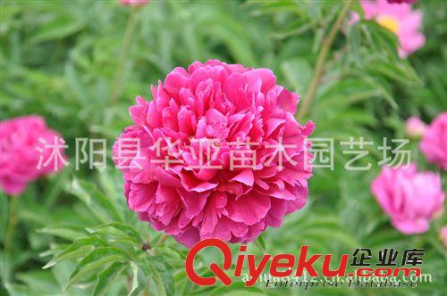 大量供應(yīng)優(yōu)質(zhì)芍藥、牡丹種子種苗