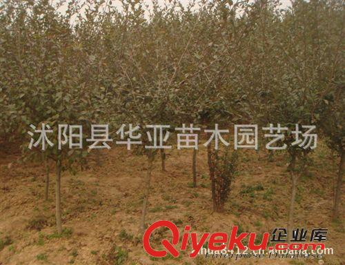 供應(yīng)當(dāng)年新采的花卉種子，垂絲海棠種子！原始圖片3