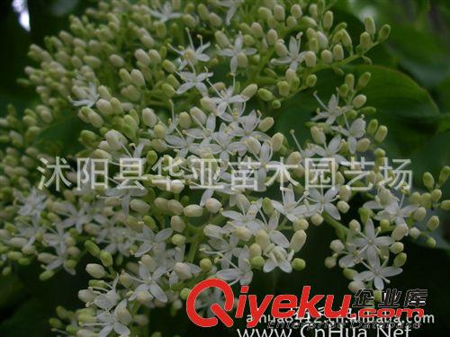 供應(yīng)當(dāng)年新采的林木種子，燈臺(tái)樹種子，量大優(yōu)惠！原始圖片3