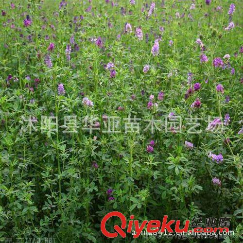 進(jìn)口紫花苜蓿種子 亮苜2號(hào)優(yōu)質(zhì)耐寒 高產(chǎn) 抗病原始圖片2