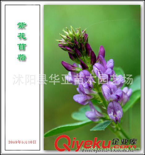 牧草{zw} 紫花苜蓿種子(金皇后)適口性強(qiáng) 蛋白質(zhì)量高原始圖片3