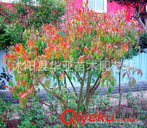 供應(yīng)當(dāng)年新采的林木種子，種子，紅翅槭種子，量大優(yōu)惠！