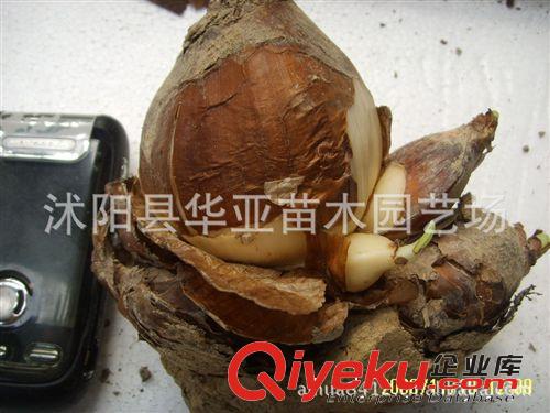 大量供應水仙球、水仙花球 水仙花 水仙種球規格齊全歡迎選購