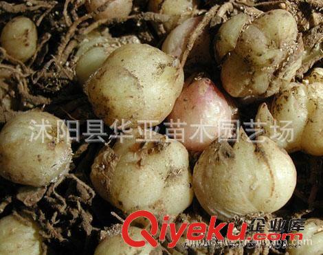 批發(fā)供應(yīng)荷蘭進(jìn)口種球花卉香水百合種球