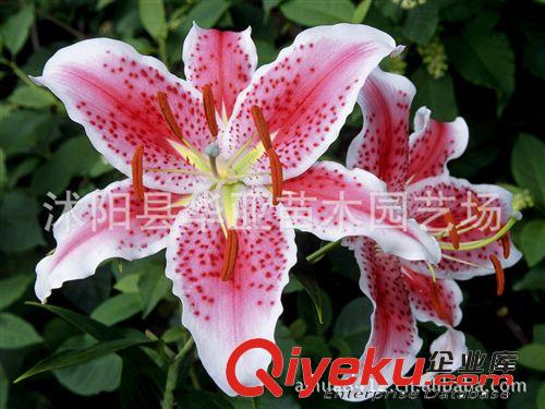 批發(fā)供應(yīng)荷蘭進(jìn)口種球花卉香水百合種球