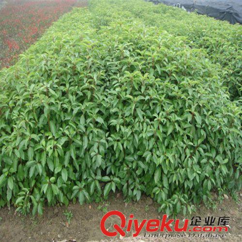 供應大葉女貞小苗 大葉女貞當年苗 規格高度50~100厘米綠化苗木