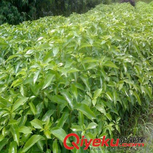 供應(yīng)優(yōu)質(zhì)綠化苗木喬木 香樟樹 移栽香樟 香樟小苗 香樟種子原始圖片2