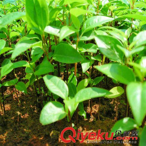 供應(yīng)優(yōu)質(zhì)綠化苗木喬木 香樟樹 移栽香樟 香樟小苗 香樟種子原始圖片3