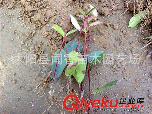 【綠化床苗供應(yīng)商】紅葉石楠床苗 綠化床苗供應(yīng)商 綠化苗木基地原始圖片2