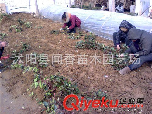 【綠化床苗供應(yīng)商】紅葉石楠床苗 綠化床苗供應(yīng)商 綠化苗木基地原始圖片3