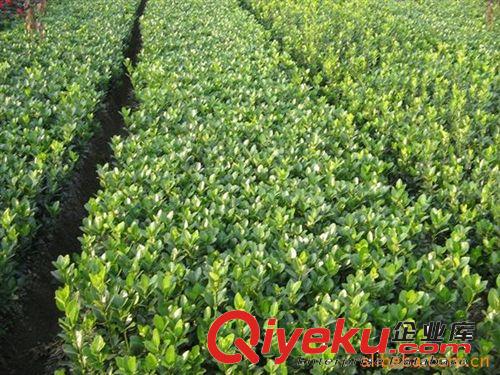 供應(yīng)紅葉小檗小苗-紅葉小波小苗-規(guī)格35-50高 紅葉小波苗木批發(fā)
