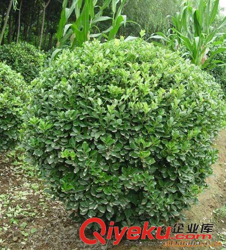 批發(fā)冬青苗 冬青球價格 四季青綠化苗木供應 量大優(yōu)惠原始圖片3