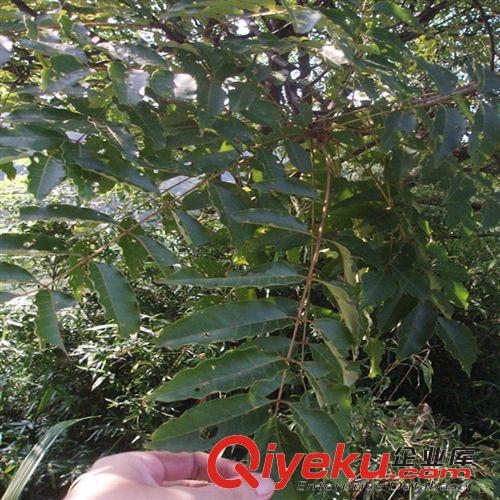 tj出售南酸棗種子 播種技術(shù) 當(dāng)年新種 發(fā)芽率高 林木種子供應(yīng)商原始圖片2