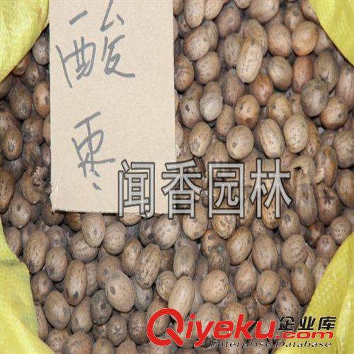 tj出售南酸棗種子 播種技術(shù) 當(dāng)年新種 發(fā)芽率高 林木種子供應(yīng)商原始圖片3