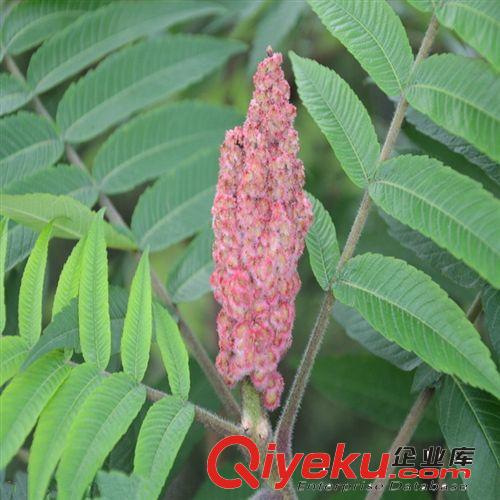 大量供應(yīng)優(yōu)質(zhì)苗木種子 火炬樹 火炬種子 火炬種子價(jià)格 播種技術(shù)原始圖片3