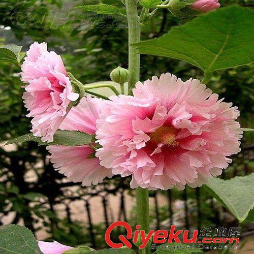 出售優(yōu)質(zhì)日本無刺薔薇種子 薔薇種子價格 藤本薔薇種子 播種方法