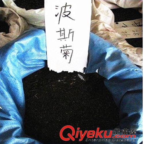 供應優質格桑花種子 波斯菊種子價格 波斯菊種子批發工程草花組合