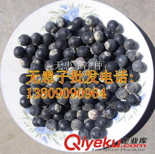 供應(yīng)中藥材板藍(lán)根種子 板藍(lán)根種子價(jià)格 種植方法 藥材種子供應(yīng)商