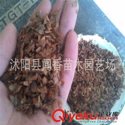供應(yīng)無(wú)患子 無(wú)患子苗 {zx1}無(wú)患子種子 播種方式 無(wú)患子直銷(xiāo)基地