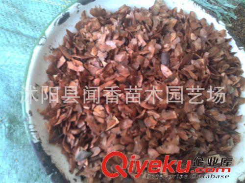 【特產(chǎn)香椿種子】zz紅油香椿種子供應(yīng)商 香椿種子芽苗菜價格原始圖片2
