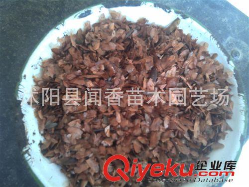 【特產(chǎn)香椿種子】zz紅油香椿種子供應(yīng)商 香椿種子芽苗菜價格原始圖片3