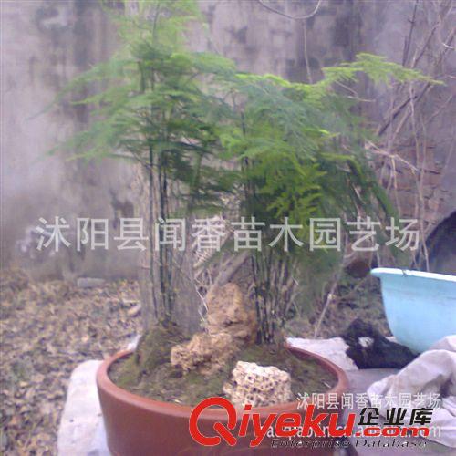 【tj花卉】金麒麟盆景 金麒麟花卉 喬木苗木花卉種子批發