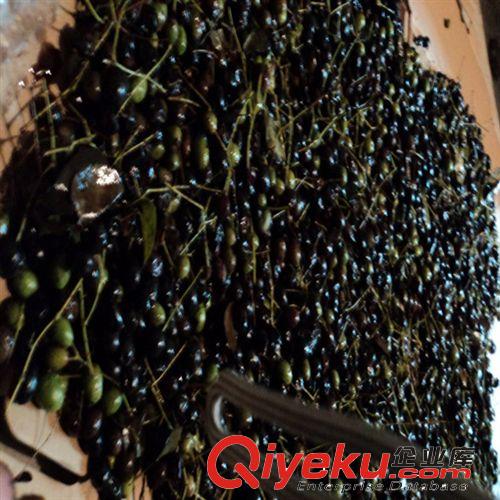 供應(yīng)流蘇種子 新籽上市 產(chǎn)地低價(jià)格直銷 油根種籽飽滿包發(fā)芽