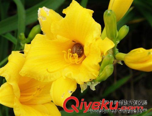 供應金娃娃萱草 河北金娃娃萱草 江蘇金娃娃萱草價格 花草批發(fā)