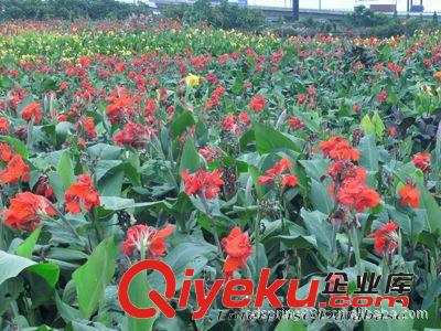 （女貞球）四川成都溫江 特售工程綠化苗木  金葉女貞球8元起