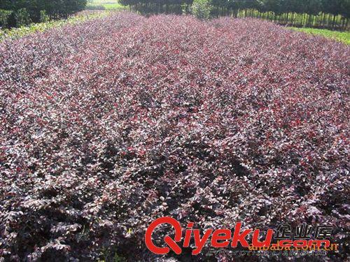 四川成都 低价供应 绿化用苗 (灌木类)海桐 红花继木 山茶 女贞