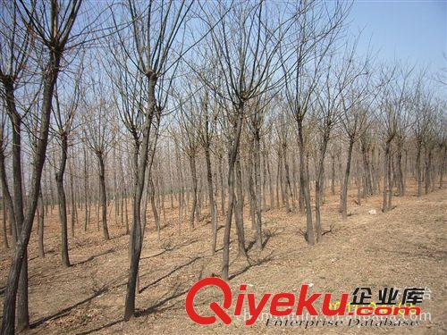長期培育 各種綠化苗木 優質易成活 各式造型 法桐【圖】