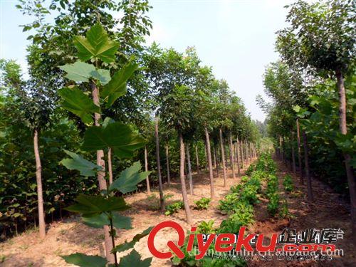 專業培植 國槐（圖）優質易成活 白蠟國槐 價格合理 批發從優