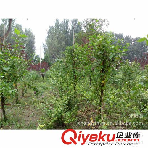 長期熱銷 各種綠化苗木 法桐 各式造型法桐 大量批發