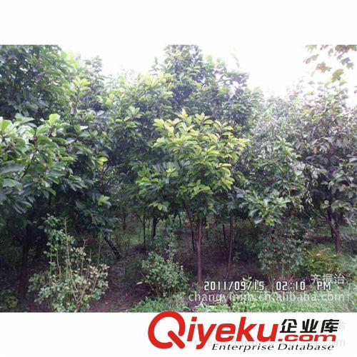 長期熱銷 各種綠化苗木 法桐 各式造型法桐 大量批發