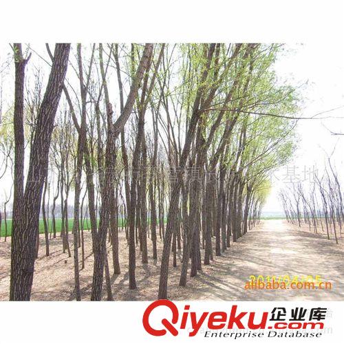 長期供應 骨架速生法桐 造型法桐 各種法桐 歡迎訂購原始圖片3