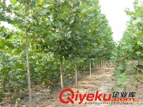 優質彎法桐，光桿法桐，定桿法桐，白蠟盡在 李瑩鎮長易苗木基地
