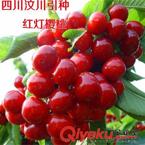 車?yán)遄用?大紅燈櫻桃苗 嫁接車?yán)遄庸麡?四川汶川引種枝條嫁接原始圖片3