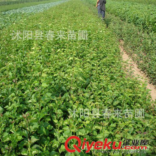 基地直銷優(yōu)質(zhì)毛白楊 意楊  白楊樹小苗批發(fā) 規(guī)格齊全 貨源充足
