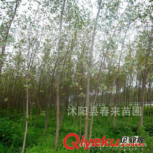 基地直銷優(yōu)質(zhì)毛白楊 意楊  白楊樹小苗批發(fā) 規(guī)格齊全 貨源充足原始圖片2