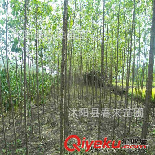 基地直銷優(yōu)質(zhì)毛白楊 意楊  白楊樹小苗批發(fā) 規(guī)格齊全 貨源充足原始圖片3