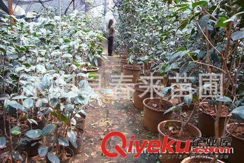 基地直銷優(yōu)質(zhì)茶花 規(guī)格齊全 批發(fā)茶花苗 綠化苗木 貨源充足