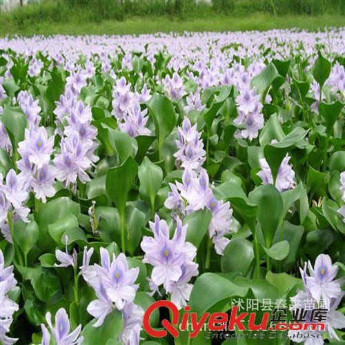 專(zhuān)供水生花卉 千屈菜500畝水生植物基地批發(fā)鳶尾 菖蒲 水蔥