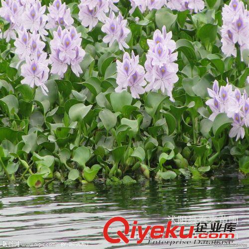 600萬株水生植物批售水浮蓮 水葫蘆 水生鳶尾 水生美人蕉 香蒲原始圖片2