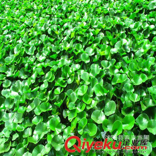 600萬株水生植物批售水浮蓮 水葫蘆 水生鳶尾 水生美人蕉 香蒲原始圖片3